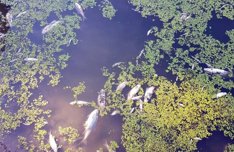 Мор рыбы в Тетереве зафиксировали уже ниже по течению: потерпают пригородные села. ФОТО