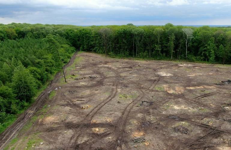На Житомирщине частное предприятие незаконно вырубило полтысячи деревьев
