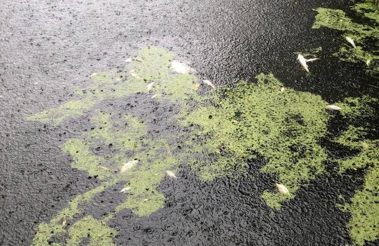 Экологи заявили, что водоканал снова сливает нечистоты в житомирские реки