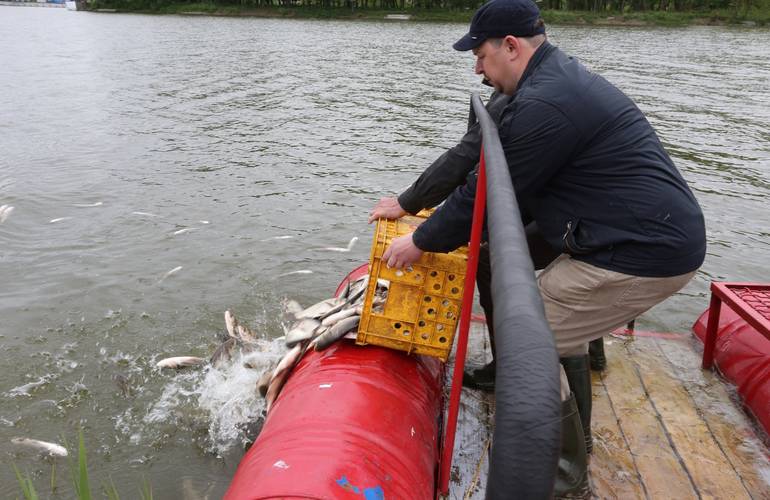 Водоканал выпустит в реку Тетерев более 10 тонн рыбы