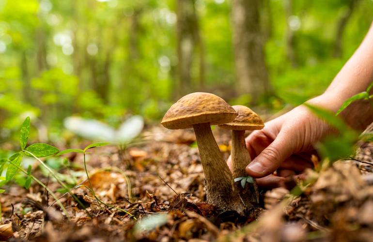 Названы самые опасные районы Житомирской области для сбора грибов