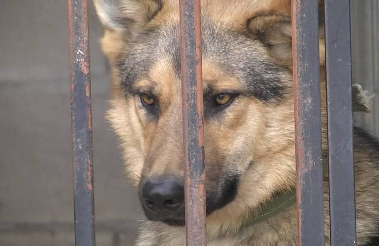 В Житомирском центре защиты животных построили новые вольеры для бездомных собак. ФОТО