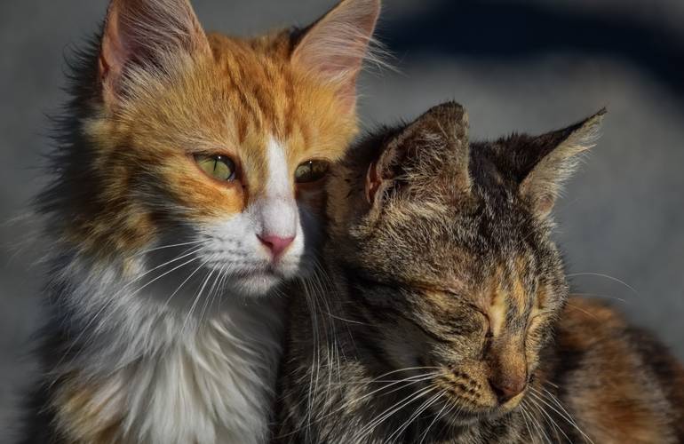 В Житомире проведут бесплатную стерилизацию бездомных кошек