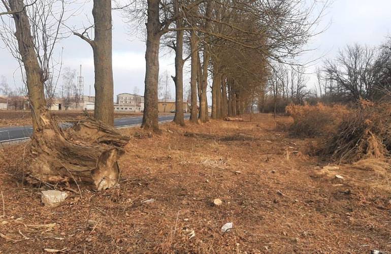 Вдоль дороги на Житомирщине неизвестные срубили полторы сотни деревьев: ущерб более 600 тыс. грн.
