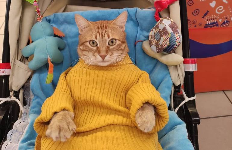 Житомирский кот, которого возят в коляске, попал в Книгу рекордов. ФОТО