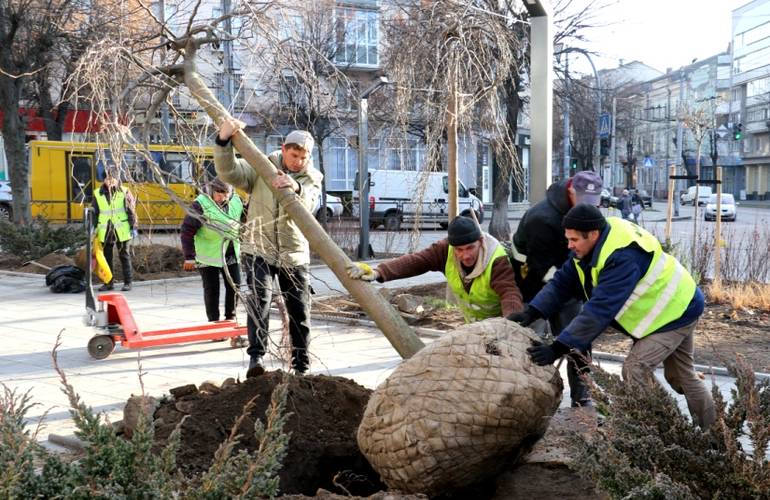 В Житомире в сквере на Театральной высадили молодые деревья. ФОТО