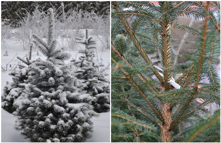 На Житомирщине к новогодне-рождественским праздникам вырастили 250 000 хвойных деревьев