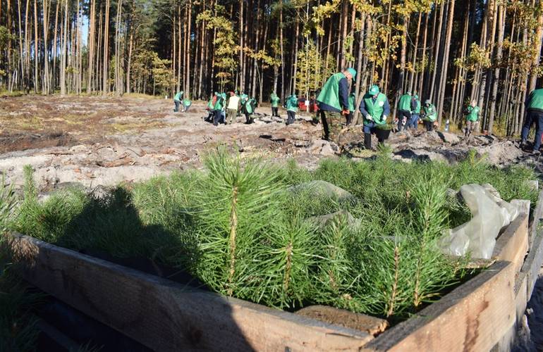 Житомирская область высадила наибольшее количество деревьев среди всех регионов Украины – более 50 миллионов