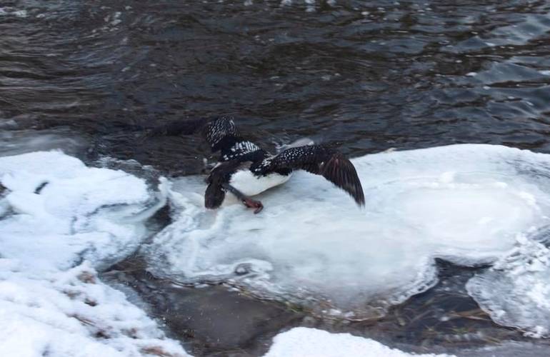 В Житомирской области спасли редкую птицу, которая гнездится на Аляске. ФОТО
