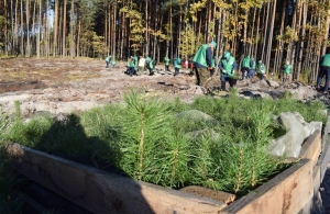 Житомирська область висадила найбільше дерев серед всіх регіонів України – понад 50 мільйонів