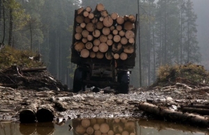У Житомирській області невідомі незаконно зрубали півтори сотні сосен