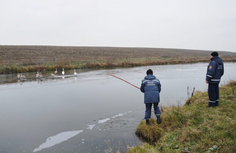 Спасатели освободили семейство лебедей из «ледяной ловушки» на Житомирщине