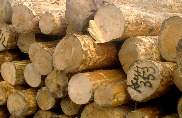 Незаконная вырубка леса в Житомирской области: на пилораме изъяли более 200 сосновых колод
