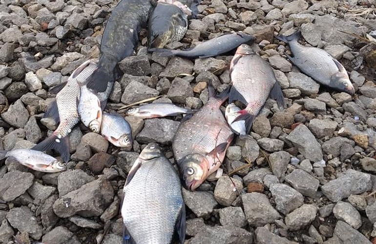 14 млн гривен: названа сумма убытков после массового мора рыбы на Житомирщине
