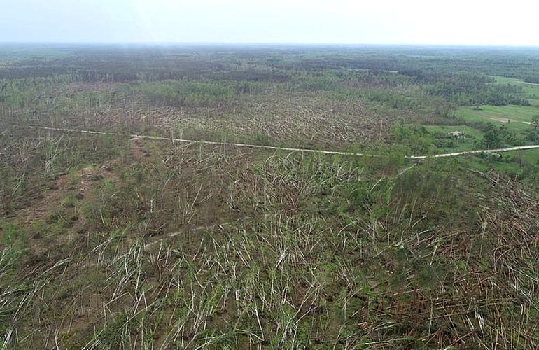 Смерч на Житомирщине повалил сотни га леса. В области могут объявить чрезвычайную ситуацию. ФОТО