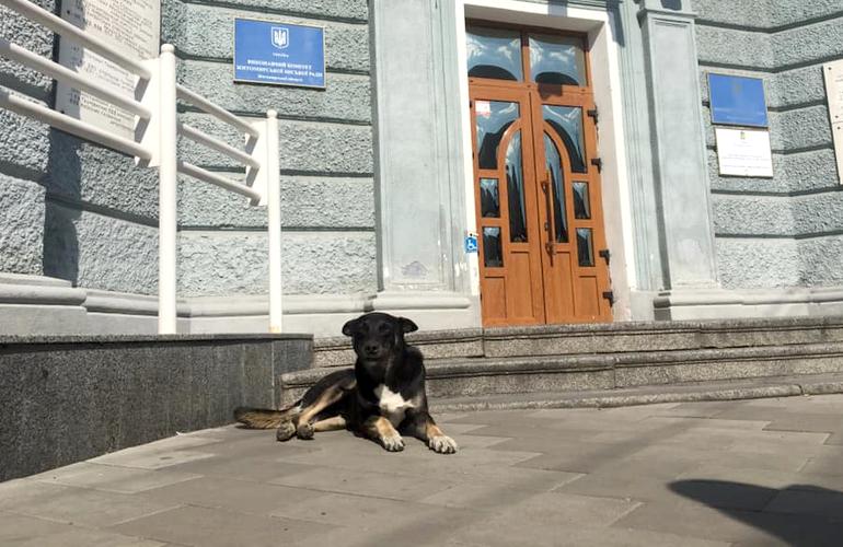 Количество бездомных собак в Житомире сократилось на 20% - Сухомлин