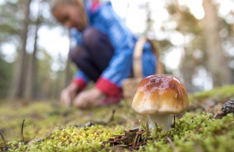 В Житомирской области супружеская пара попала в реанимацию, отравившись грибами