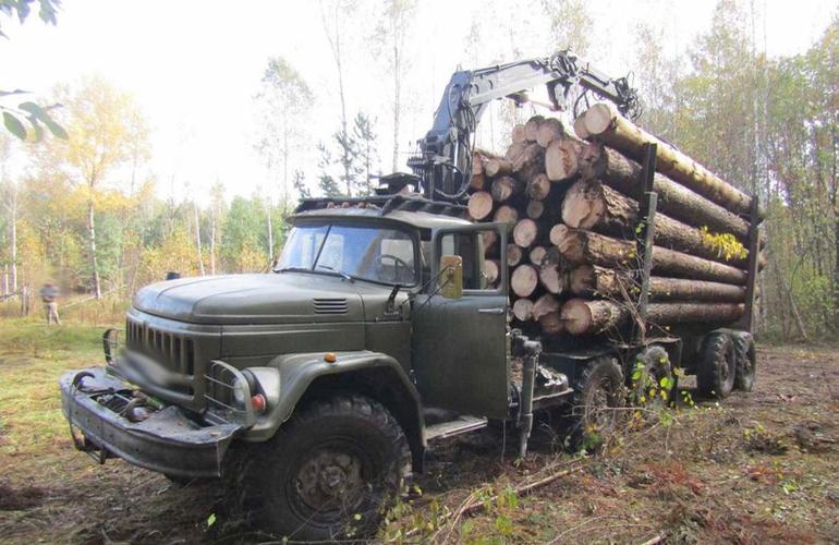 На севере Житомирщины «черные» лесорубы вырезали сосновые леса