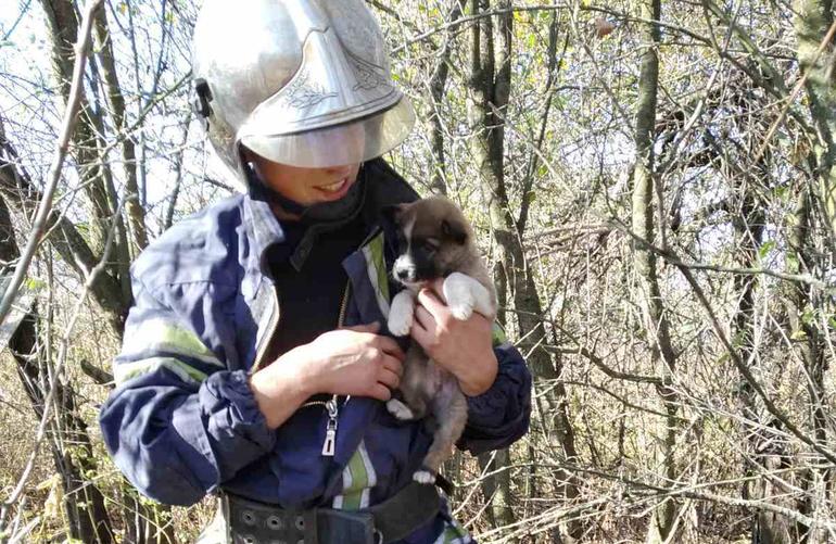 На Житомирщине спасли щенка, упавшего в глубокий колодец. ФОТО