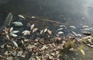 На річці Уж у Житомирській області зафіксовано масовий мор риби