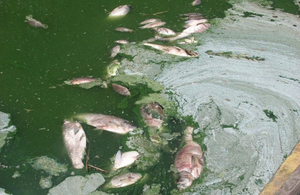 За фактом масової загибелі риби на Житомирщині поліція відкрила кримінальне провадження
