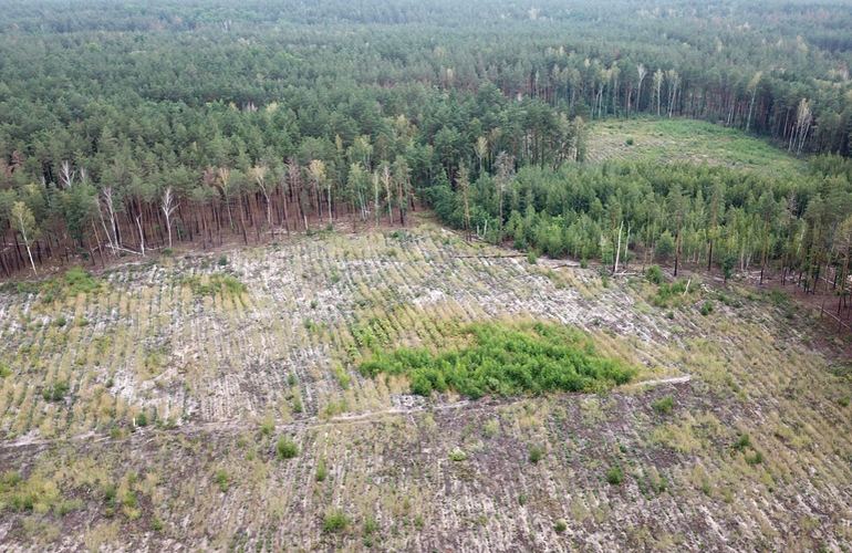 В Житомирской области незаконно вырубили 2000 деревьев на 15 млн грн