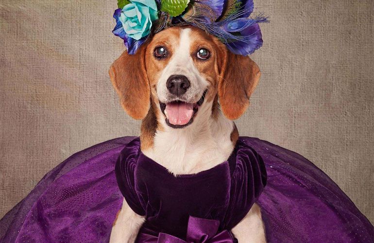 В Житомире домашние собачки выйдут на дефиле в модных нарядах