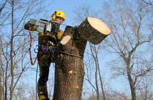 Виконком дозволив на одній з вулиць Житомира зрізати 13 дерев