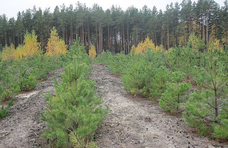 Стало известно, сколько будут стоить новогодние елки на рынках Житомира