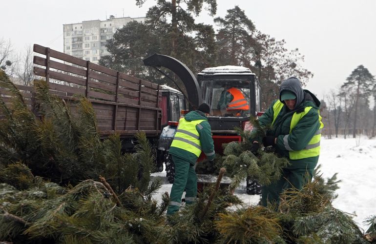 Житомирян призывают не выбрасывать новогодние елки на мусорку