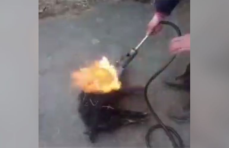 В Житомирской области парень пытал живого поросенка горелкой и снимал это на видео