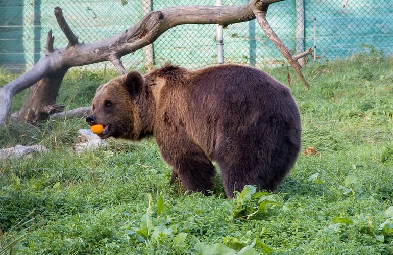 Из-за аномально теплой зимы под Житомиром проснулись медведи