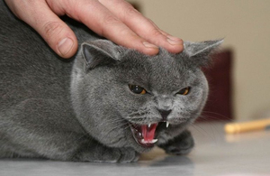 У Житомирській області скажений кіт покусав чотирьох людей і здох