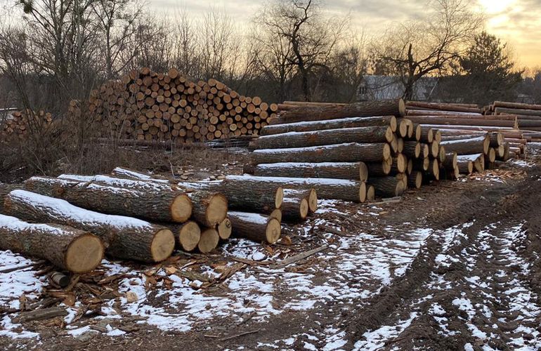 Ущерб на миллионы гривен: ГБР проводит обыски в лесничествах Житомирской области. ФОТО
