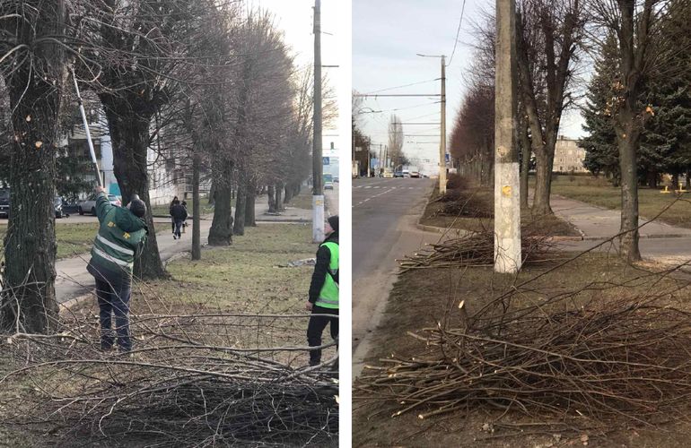 Коммунальщики проводят на улицах Житомира кронирование деревьев