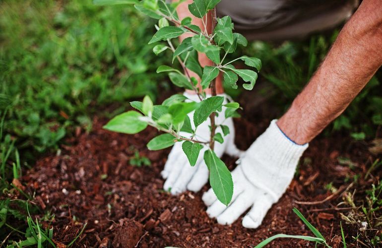 Житомирян зовут присоединиться к установлению рекорда – высадить миллион деревьев