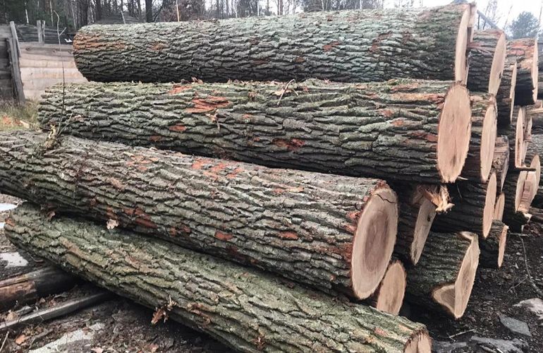 В Житомирской области разворовывали многолетние дубы и продавали их в ЕС. ФОТО