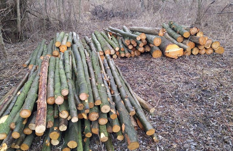 Мужики с бензопилами спилили 40 деревьев на окраине Житомира. ФОТО