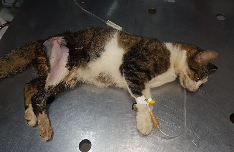 Житомиряне обвиняют руководителя ОСМД в избиении кота: в ситуации разбирается полиция