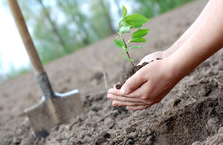 Миллион деревьев за сутки: Житомир официально присоединился ко всеукраинскому проекту