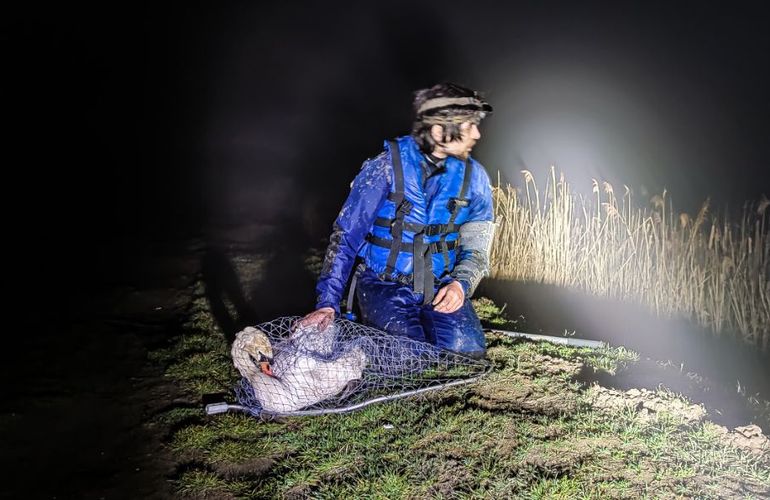 На Житомирщине команда спасения животных защитила от браконьеров раненного лебедя. ФОТО