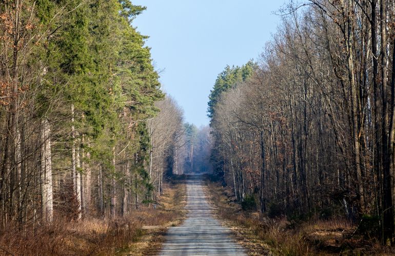 С 1 апреля в лесах Житомирщины стартовал «сезон тишины»: что запрещено