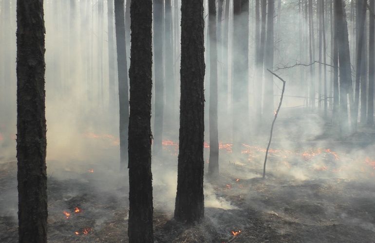 Лесной пожар полностью потушен: он бушевал на севере Житомирской области 10 дней