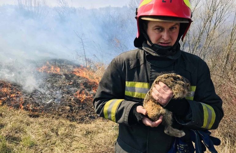 Из пожара на Житомирщине спасли зайчонка: теперь кроху откармливает спасатель. ВИДЕО