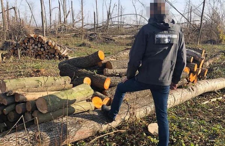 В Житомирской области чиновник лесхоза организовал незаконную вырубку и продажу леса