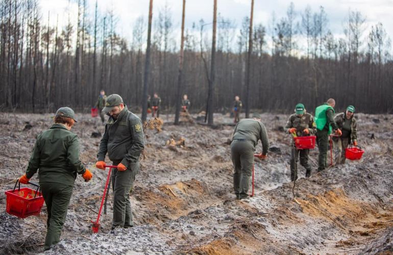 На севере Житомирщины восстановили 100 гектаров леса, пострадавшего в результате пожара