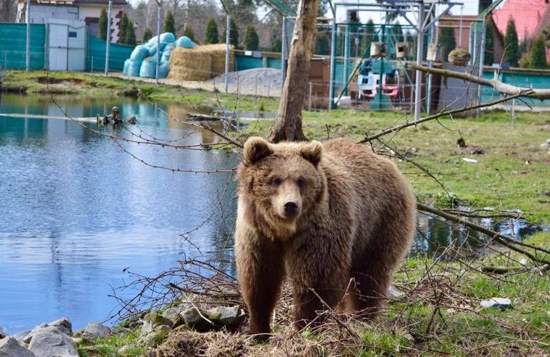 Медвежий приют переезжает из Житомирской области: для косолапых построят новый дом