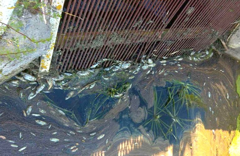 В реке на Житомирщине произошел массовый мор рыбы: воду взяли на анализ