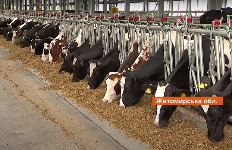 Коров привозили с Даниии: за 160 миллионов на Житомирщине построили современную ферму. ВИДЕО