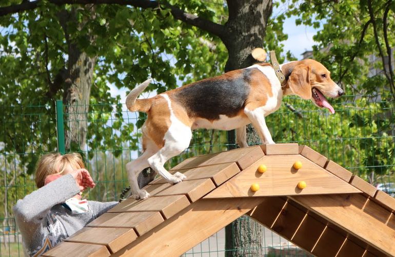В Житомире появится площадка для выгула и дрессировки собак